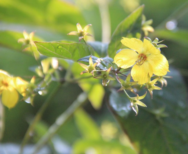 Fringed loosestrife (Lysimachia ciliata) a native perennial that is unrelated to the non-native, invasive purple loosestrife.
