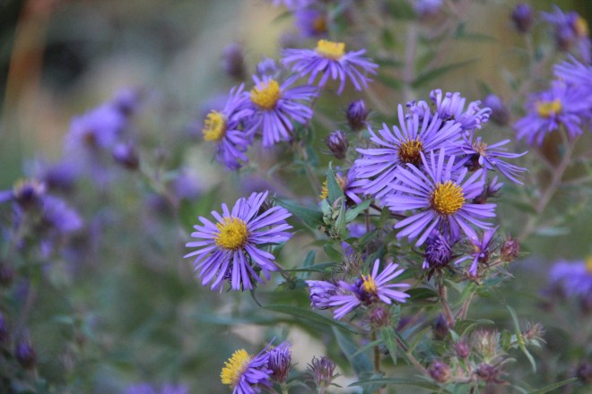 New England aster also known as Michaelmas Daisy (Symphyotrichum novae-angliae).