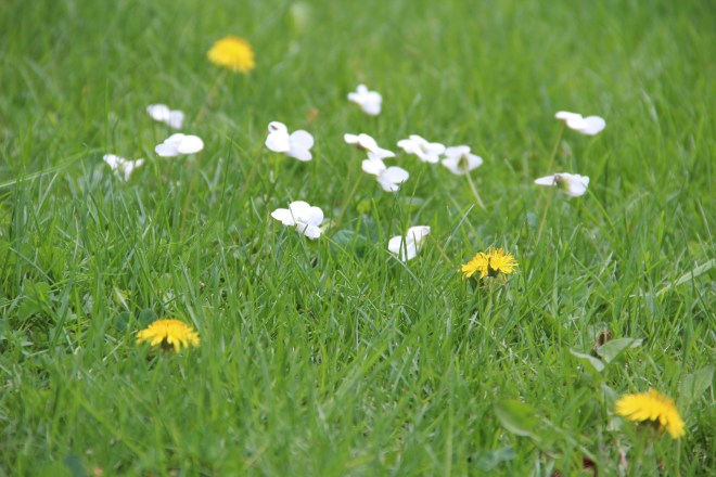 Canada violets (Viola canadensis) and dandelions (Taraxacum officinale).