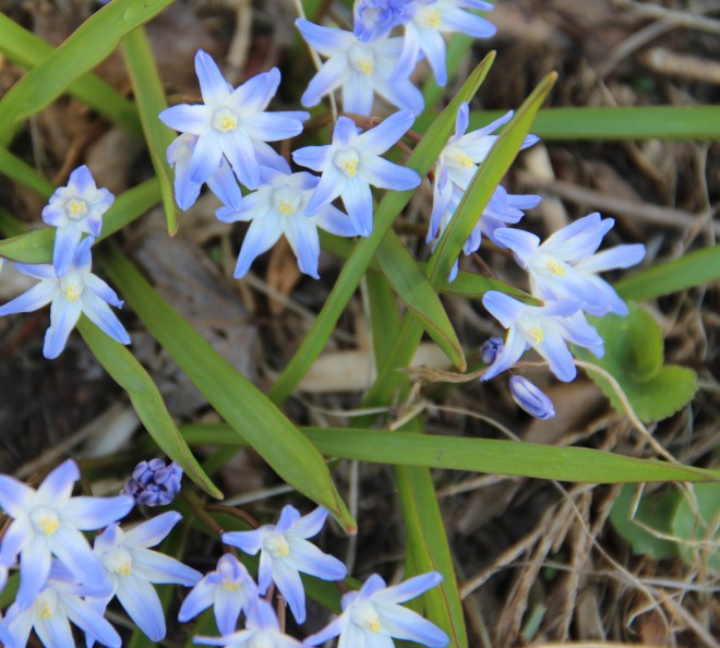 Newly opened Glory-of-the-Snow (Chinodoxa). 