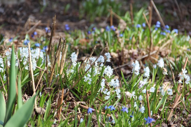 A patch of striped squill and Siberian squill in our garden.
