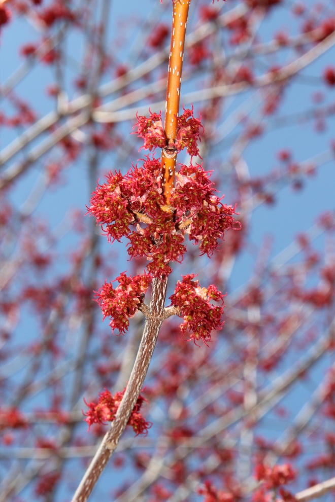 Red Maple Flowers (Acer rubra).