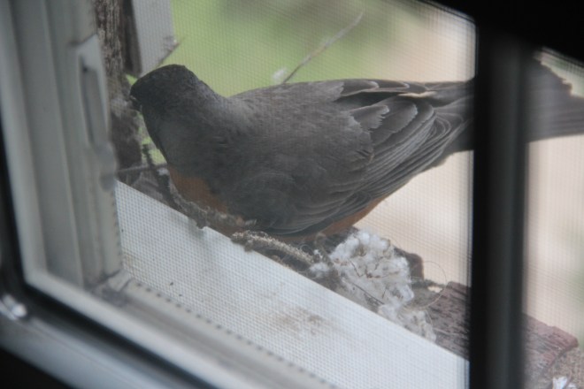 American robins (Turdus migratorius) are building nests.
