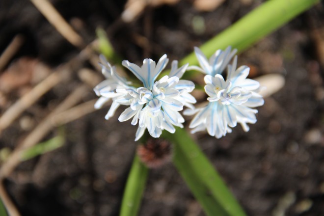 Striped Squill (Puschkinis scilloides).