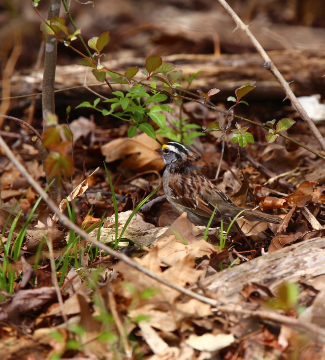 White-throated Sparrow (Zonotrichia albicollis) © T.M. Murray 2014; used with permission.