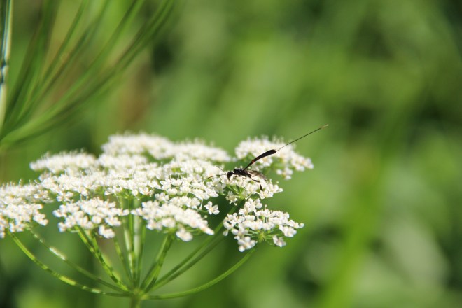 A slender carrot wasp nectars on agiopoda.