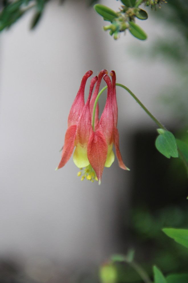The "five doves" form the blossom and give columbine its common name.