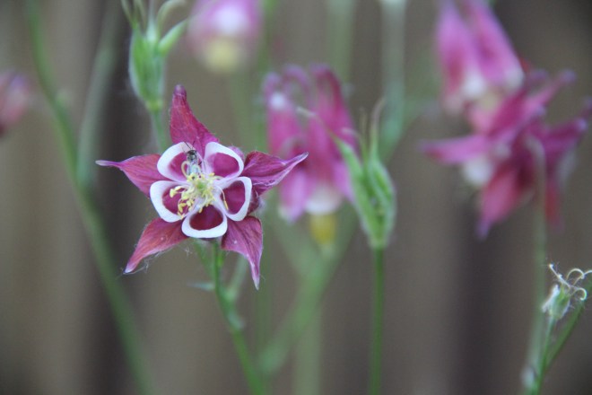 A cranberry-hued hybrid columbine thanks to the bees.