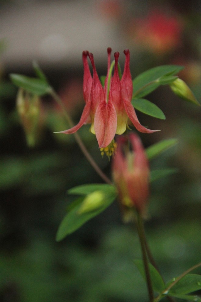 Canada columbine (Aquilegia canadensis) is native to eastern North America.