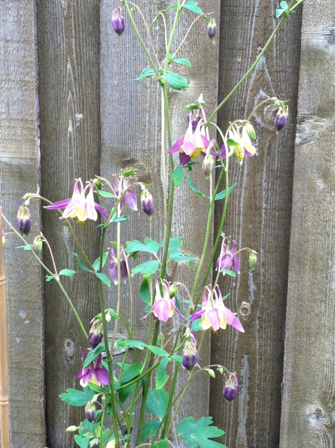 A lavender hybrid of Canada columbine and Rocky Mountain columbine.