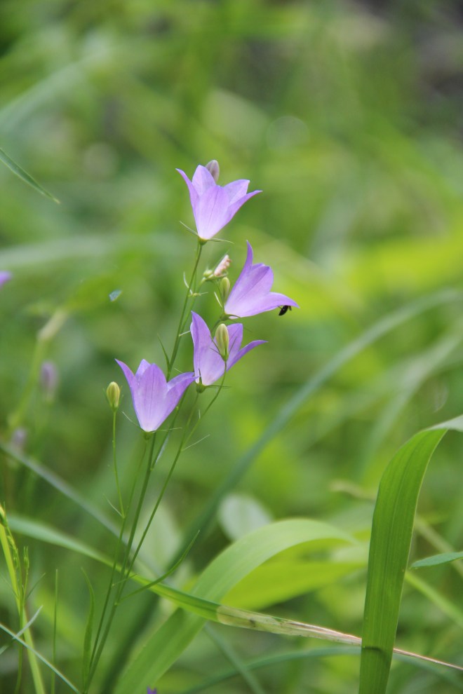 Harebells growing on the banks of the Snake River in east central Minnesota. 