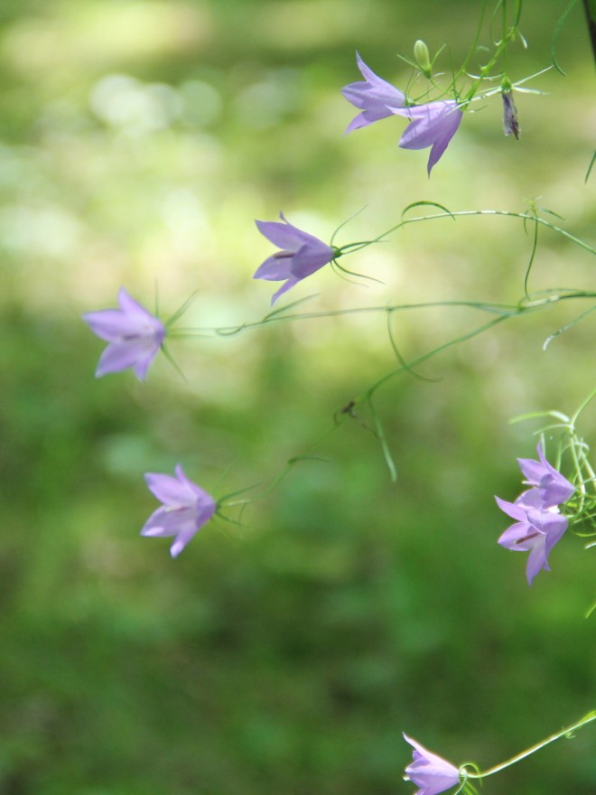 Harebells are also known as thimbles, bluebells of Scotland, heath bells and bluebells.