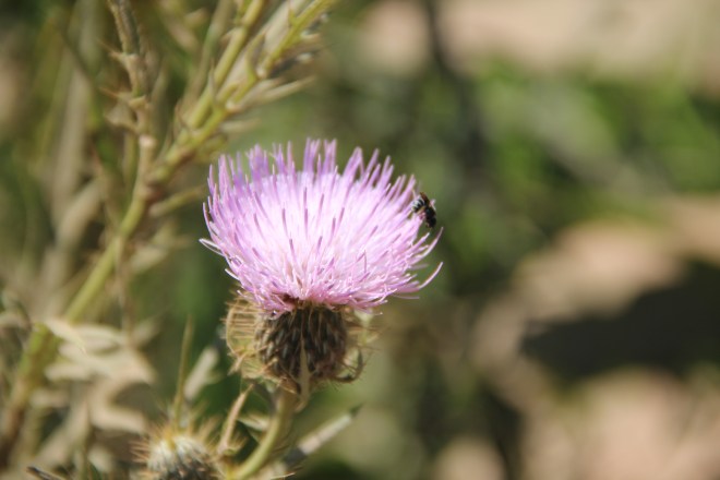 The native field thistle is a favorite of bees and butterflies.