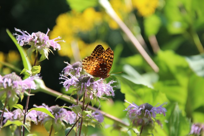 Great spangled frilillary on native monarda.