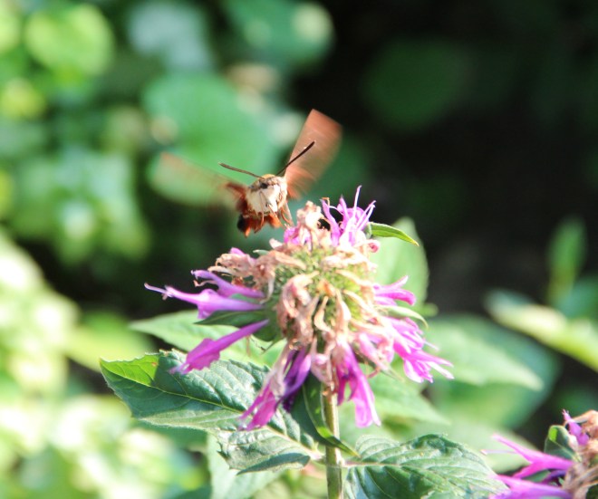 Clearwing hummingbird moths are white underneath and have pale-colored legs.