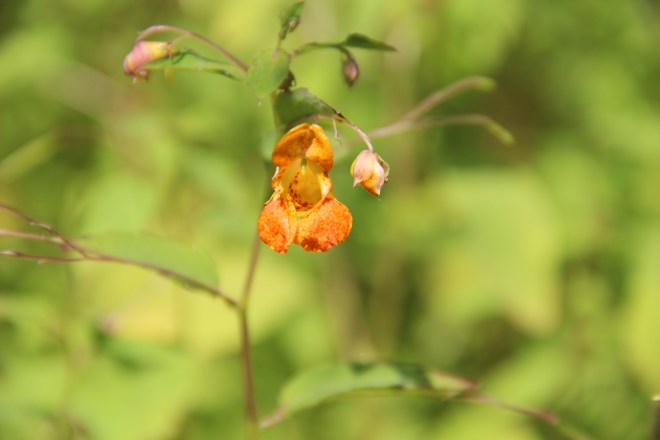 Jewelweed or spotted touch-me-not grows in moist, sunny spots.