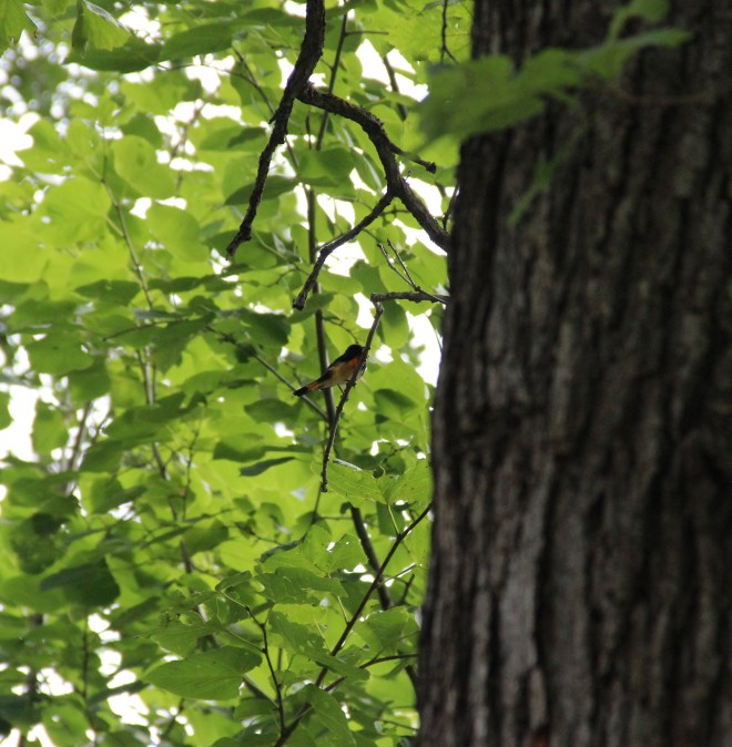 Male American redstart warbler.