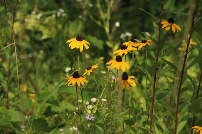 Brown-eyed Susan's and a few early-blooming asters.