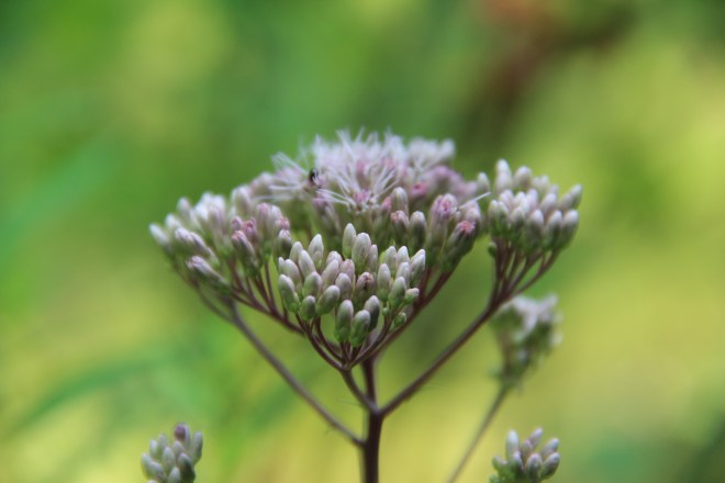 First buds of sweet Joe-Pye begin to open.