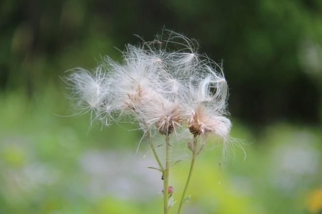The field thistle's "down" is used by American goldfinches to line its nest and the seeds are a favorite goldfinch food.