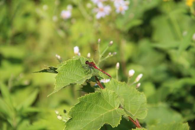 A white-faced meadowhawk watches for prey.