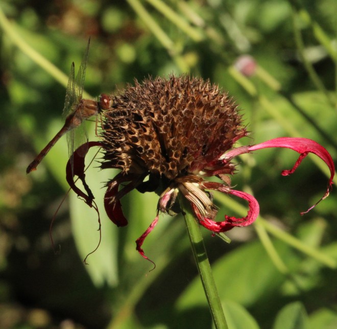 Females are distinguished by the ovipositor visible near the end of the abdomen.