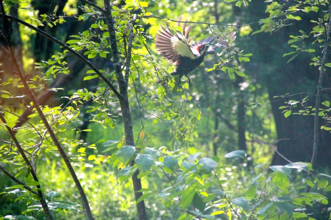 pileated1