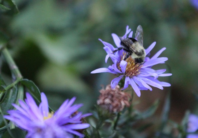 Common eastern bumble bees are active in autumn, even on cloudy, cool days.