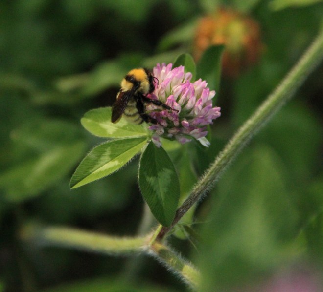 A tricolored bumble bee (Bombus ternarius) rests on red clover.