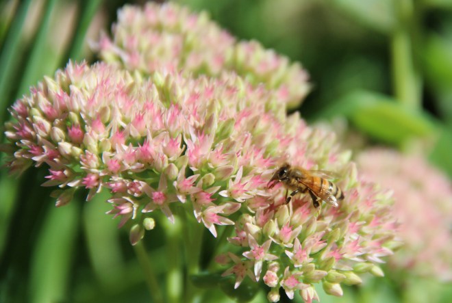 Honeybee (Apis melifera) collecting pollen from sedum "autumn joy".