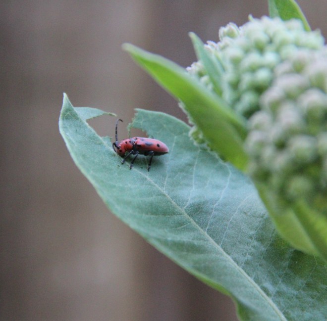 The adult red milkweed beetle (Tertaopes tetrophthalmus) eats milkweed leaves, buds and flowers.