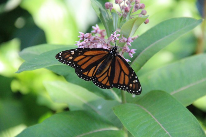 I never tire of seeing monarchs (Danaus plexipus) nectar on milkweed blossoms.