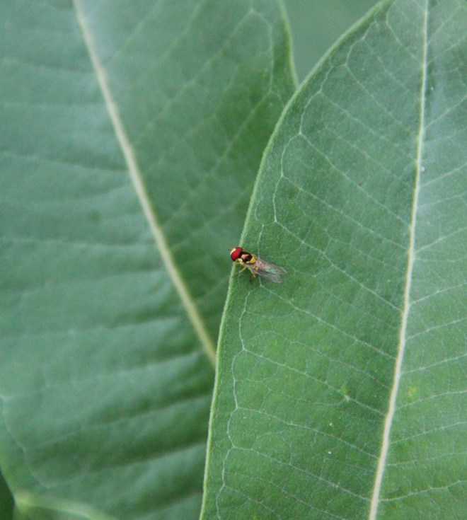 A hover fly or flower fly (Syrphidae).