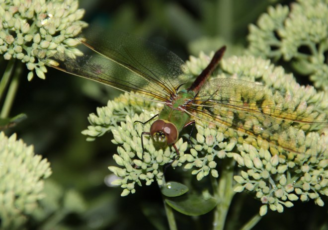 Common Green Darner (Anax Junius).