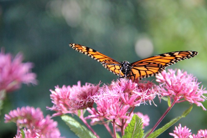 A monarch drinks nectar from sweet Joe-Pye weed.