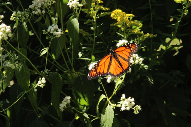 Monarch resting on white snakeroot (Ageratina altissima)