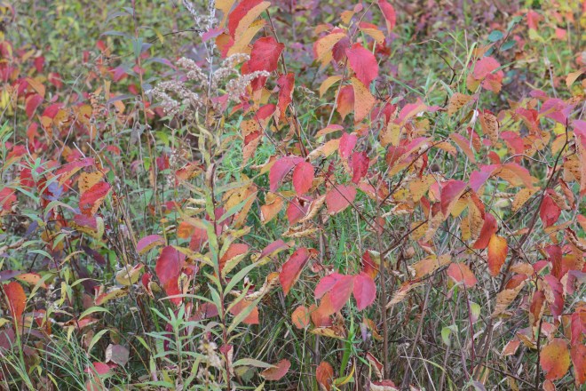 American hazelnuts, October