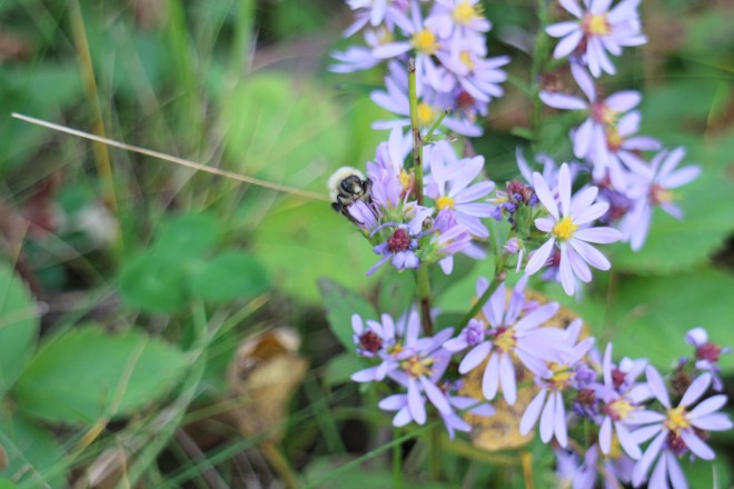 Late bumbler on aster, October