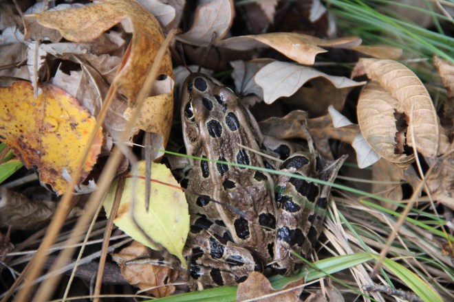 Leopard Frog, October