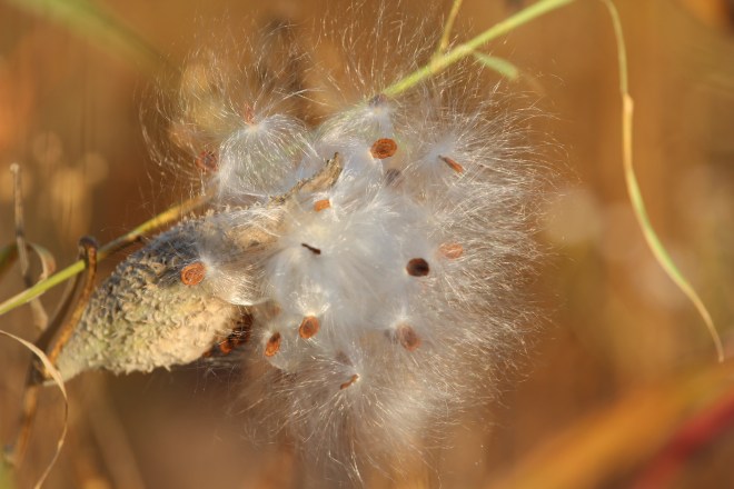 Common milkweed seeds, October