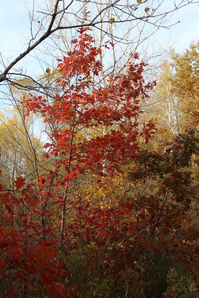 Red oak, October