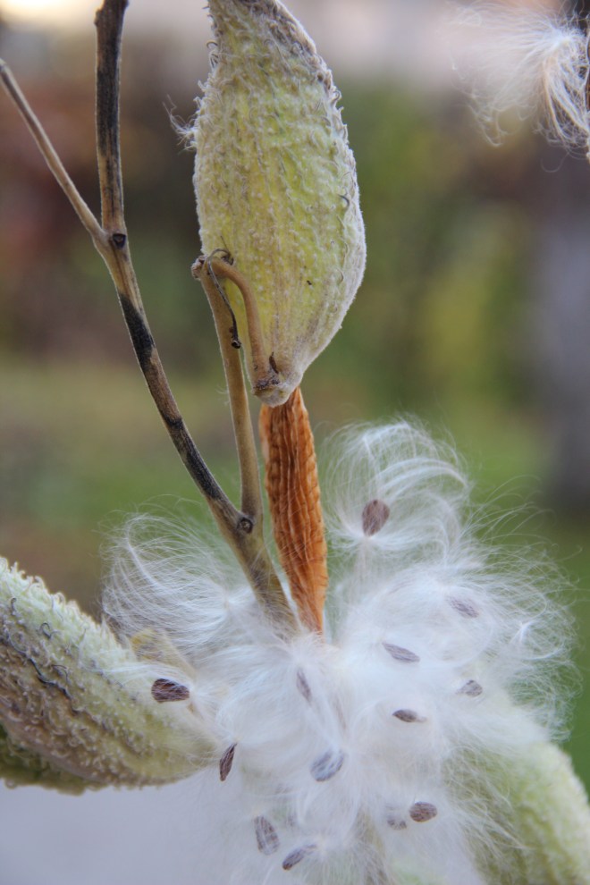 Common milkweed (Aesclepias syriaca) releases it silky seeds.