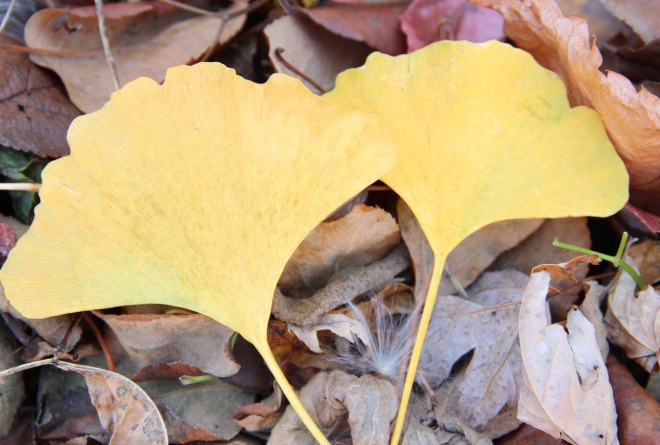 Fan-shaped gingko leaves fell much later than the maple leaves.
