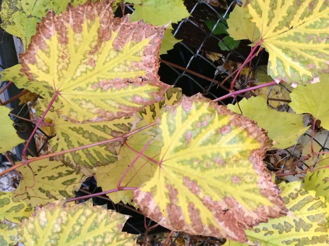 Wild grape (Vitis riparia) leaves etched in maroon.