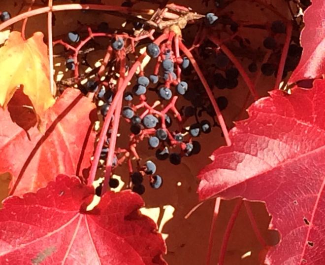 American woodbine (Parthenocissus inserta) fruit is a winter treat for some types of songbirds and small mammals.
