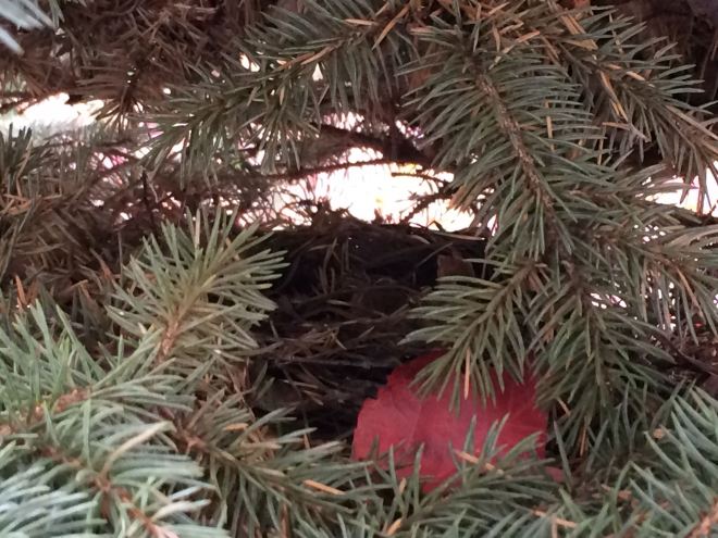 An empty robin's nest and red maple leaf tucked into a dwarf blue spruce.