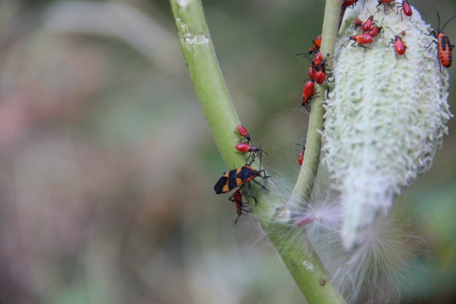 Large milkweed bug in developmental stages.