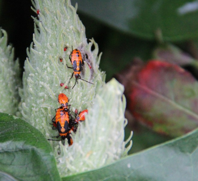 Early instars of Large Milkweed Bug