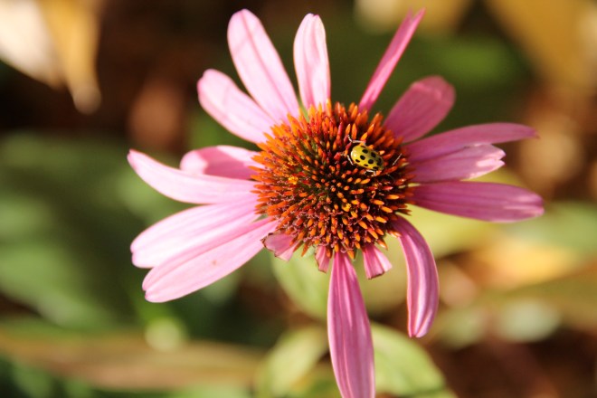 Late-Autumn Insects – Nature, Garden, Life