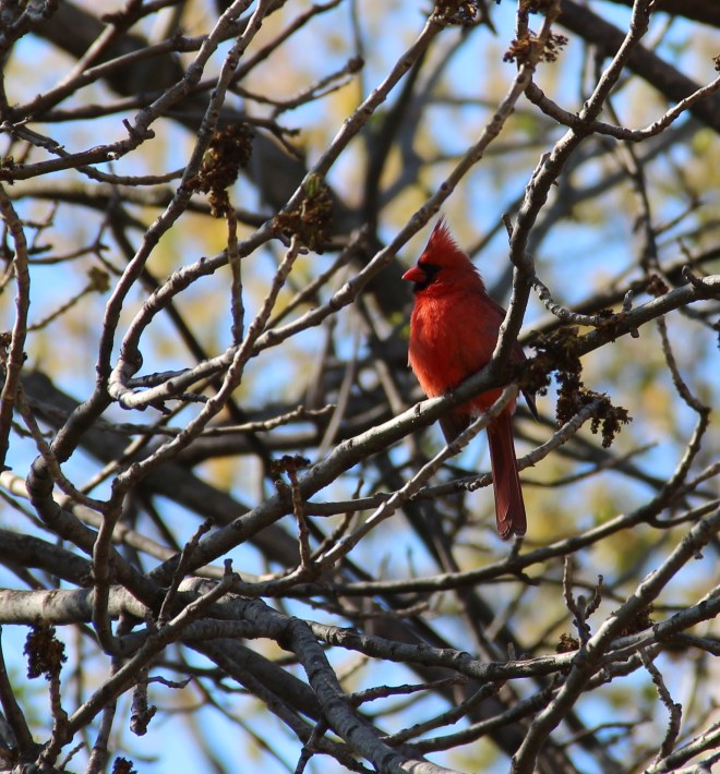 A male northern cardinal (Cardinalis cardinalis) sings from his springtime perch .